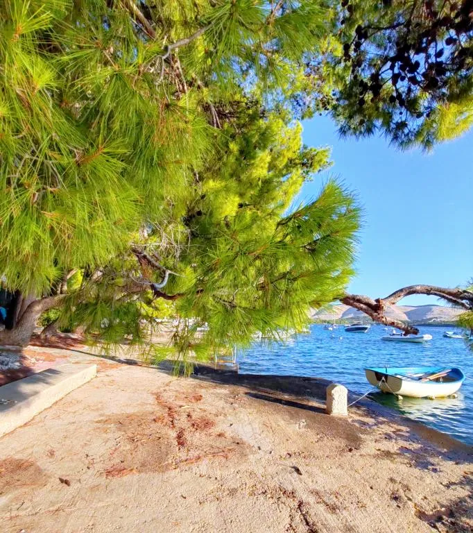 Pine shade by the water